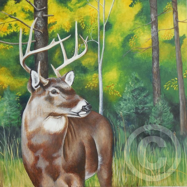 Whitetail Buck