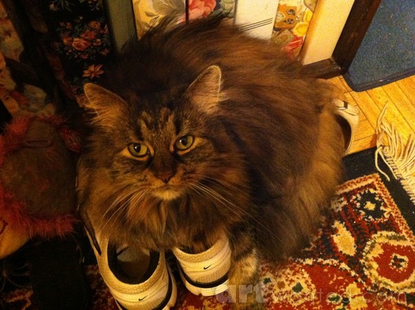 Teddy the Female Tabby