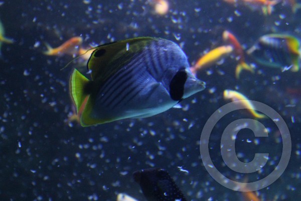 Dori