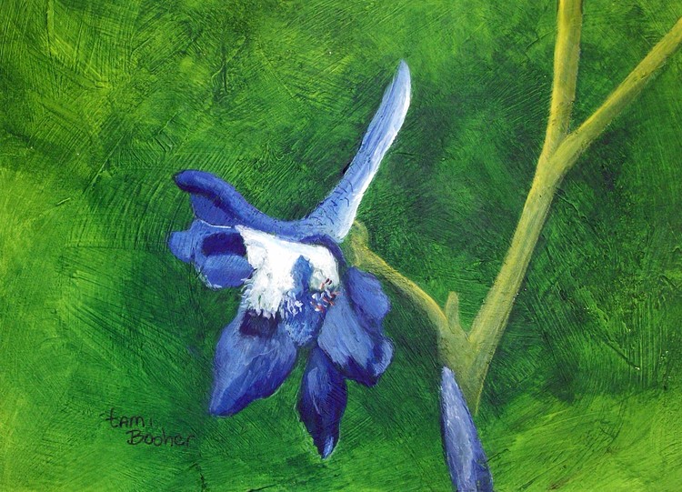 Dwarf Larkspur