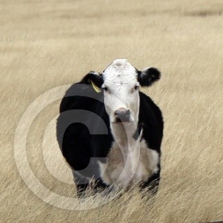 cow