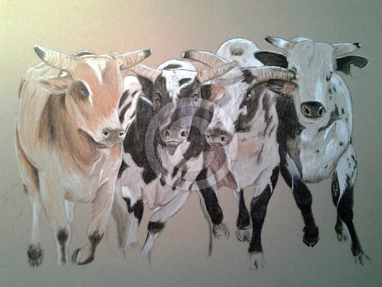 Bull Mania