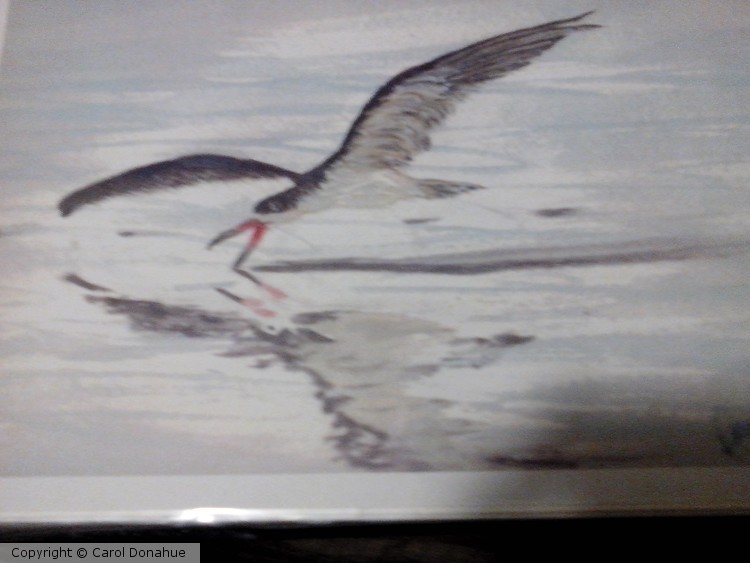 Black Skimmer