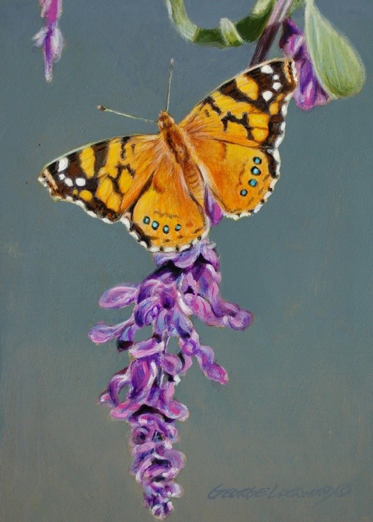 Painted Lady 
