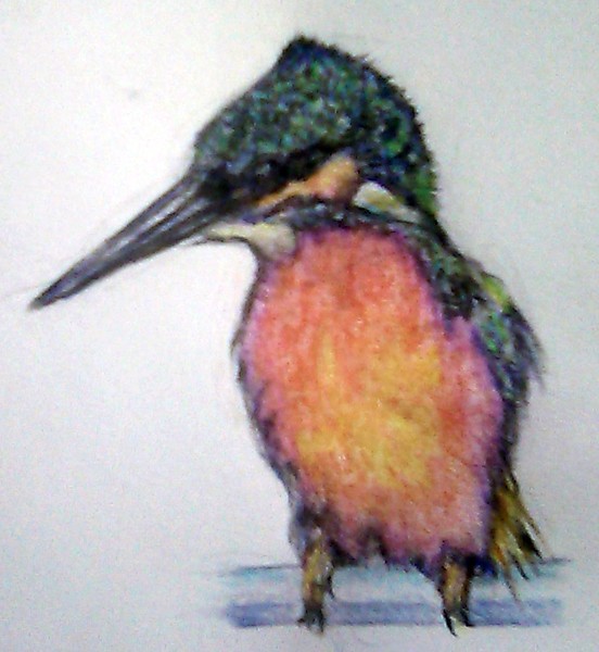 Kingfisher Drawing