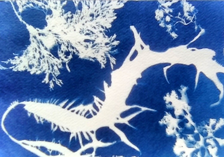 Dulse Seaweed Cyanotype