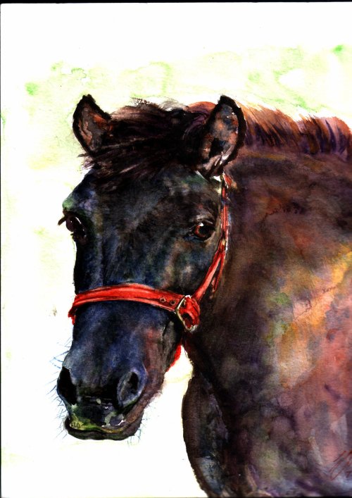 Horse 2