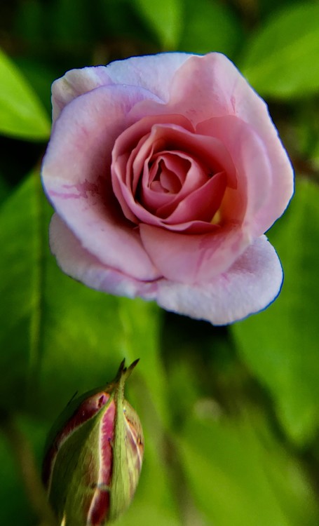Rose - Before & After