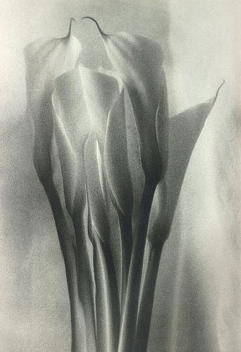 Calla Lily Underwater
