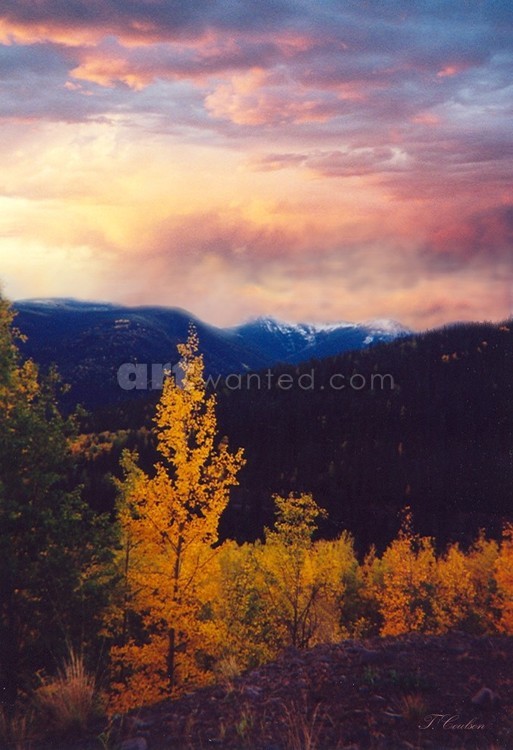 Pink sky and yellow leafs