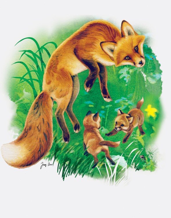 Fox Cubs Play