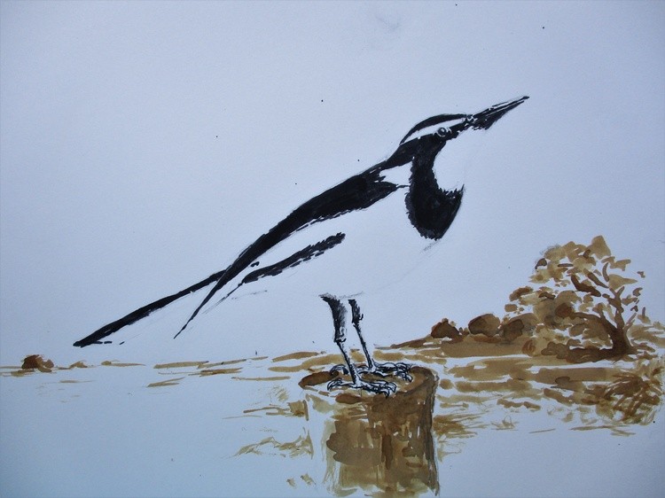 African Pied Wagtail
