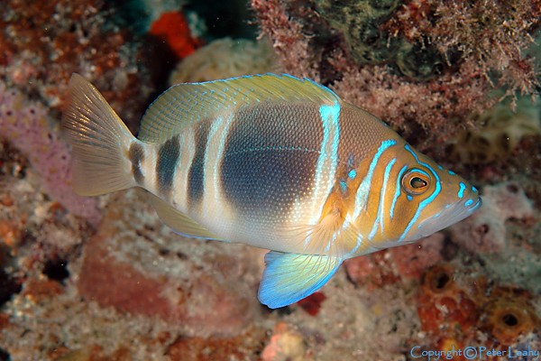 Barred Hamlet