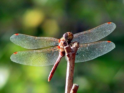 Gossamer Wings