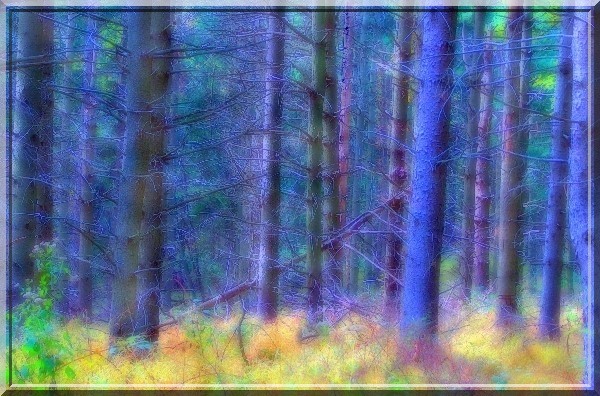 The Black Forest Blue