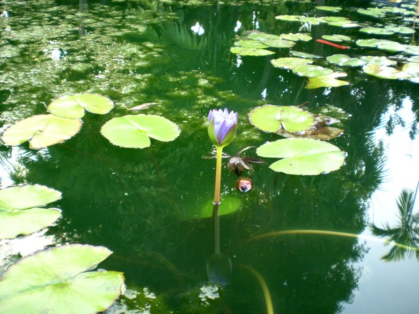 Lilly Pads in the Versailles Gardens