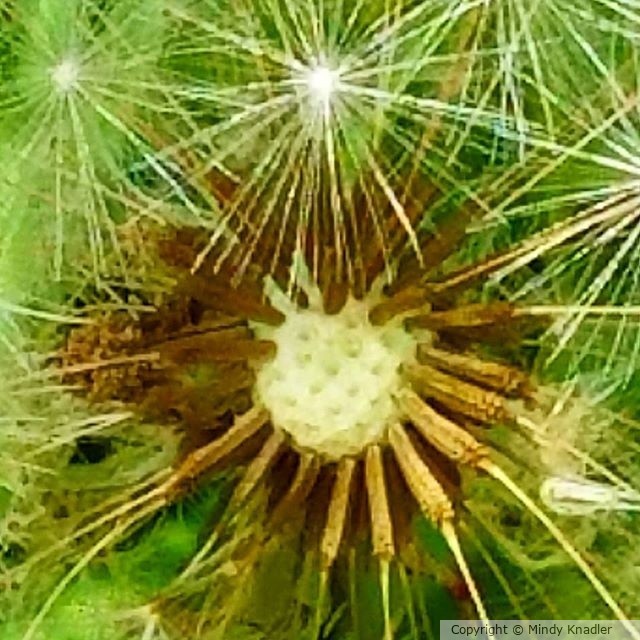 dandilion upclose 