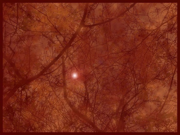 Seeing Light Through The Trees.....