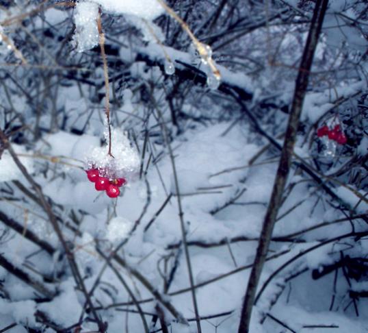 Winterberries