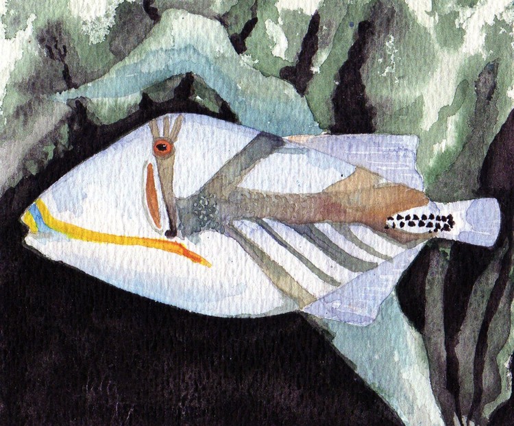 picasso fish