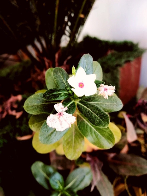 A flower..