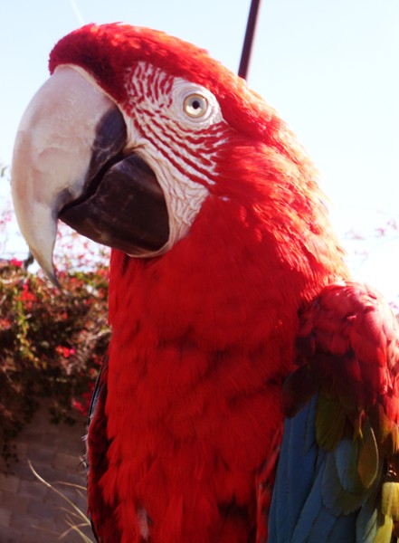 KAREN MURO BIRD