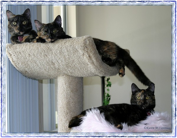 Jacque, Angelique, & Francois