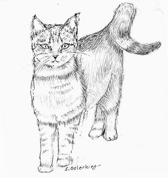 Muschi cat