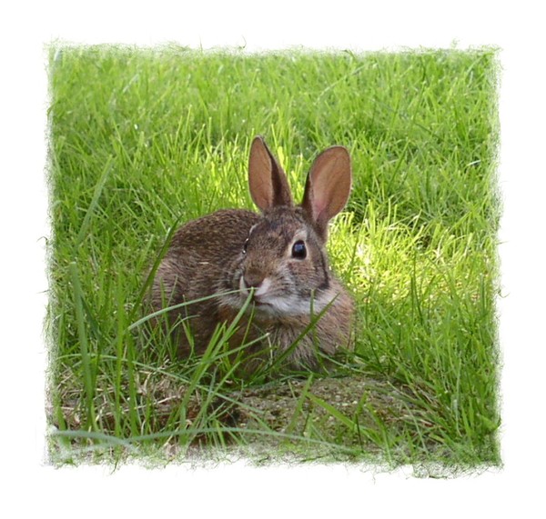 Baby BUN BUN