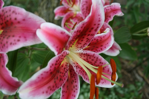 Flower