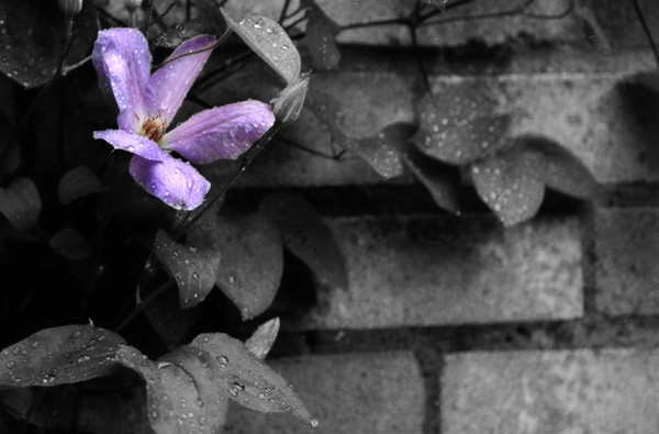 Monocolour