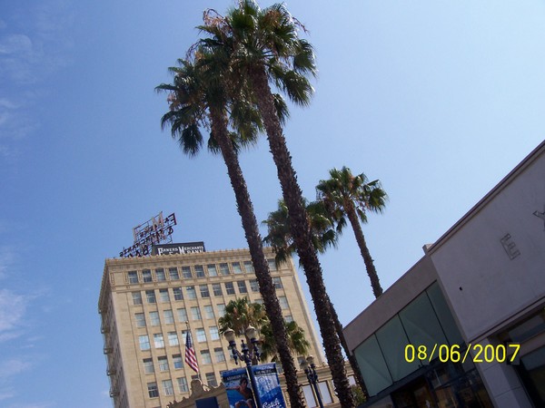 Palm Tree up there