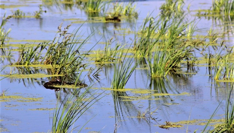 Marsh Turtle