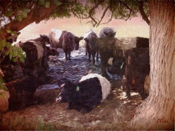 'Neath The Old Shade Tree
