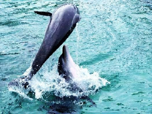 Dolphins
