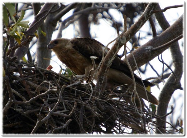 In the nest