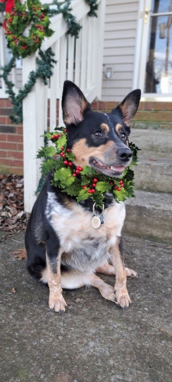 Our family dog 