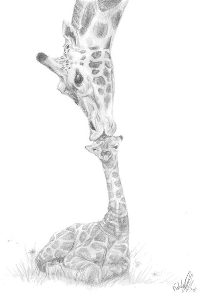 Giraffes