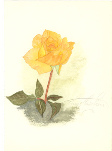 Yellow Rose
