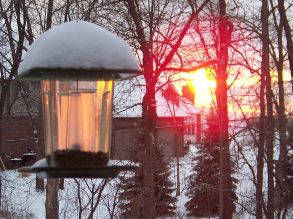 Spring Sunrise at the Feeder