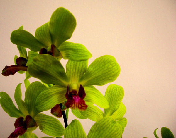 Green Orchids