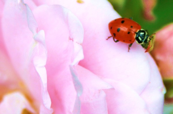 Lady Bug!