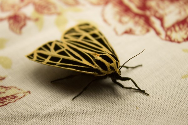 Delicate