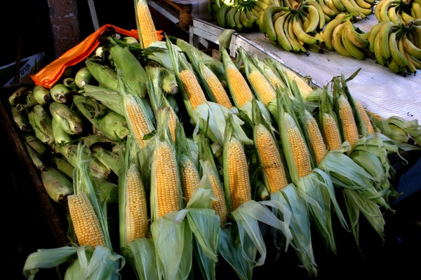 Corn on the cob
