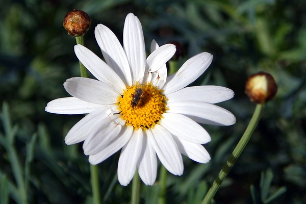 There's a Fly on my Flower!