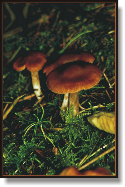 Hidden Treasure