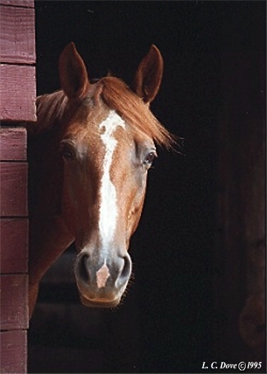 Gypsy E0000159