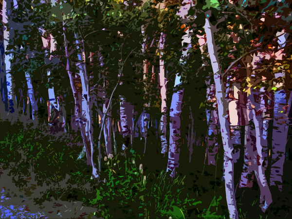Stand of Trees Sundance