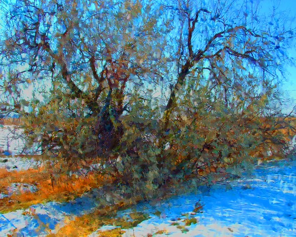 The Russian Olive Tree