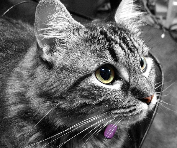 A portrait of Dora in grey